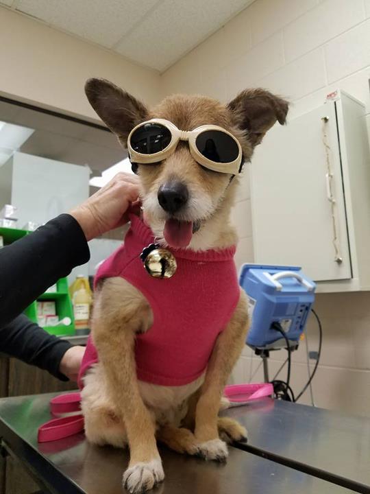 Essington Road Animal Hospital Joliet, IL